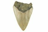 Bargain, Fossil Megalodon Tooth - Serrated Blade #272825-1